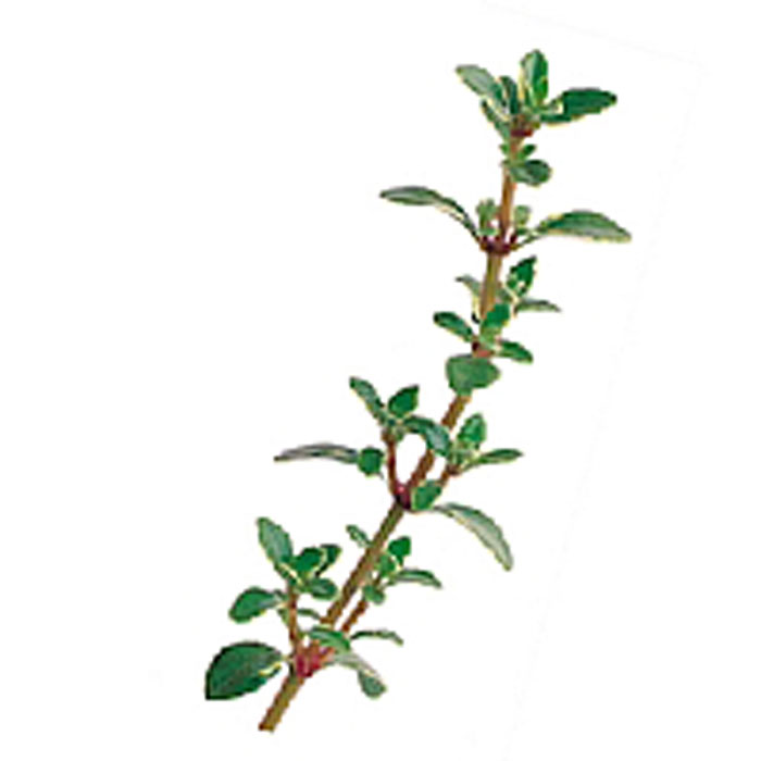 百里香 小磨坊國際貿易股份有限公司